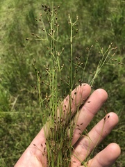 Rhynchospora rariflora