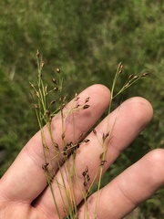 Rhynchospora rariflora
