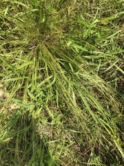 Rhynchospora rariflora