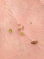 Rhynchospora rariflora