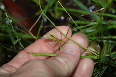 Cyperus aquatilis