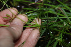 Cyperus aquatilis