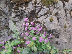 Lunaria annua