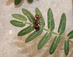 Pogonomyrmex rugosus