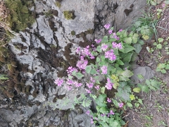 Lunaria annua