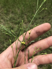 Linum floridanum