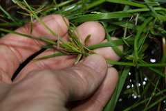 Cyperus aquatilis