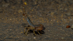 Deccanometrus xanthopus