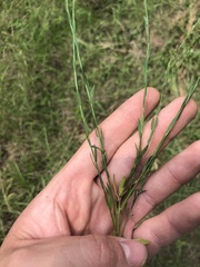 Linum floridanum