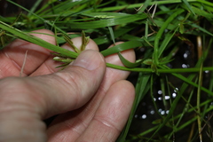 Cyperus aquatilis