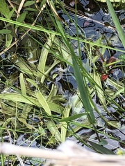 Pinguicula primuliflora