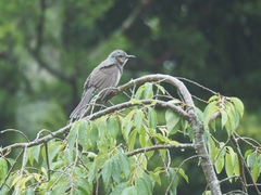 Hypsipetes amaurotis