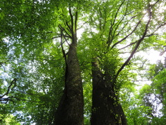 Cercidiphyllum japonicum
