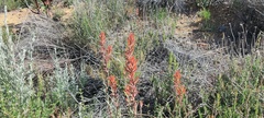 Castilleja miniata oblongifolia