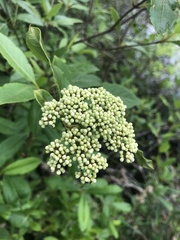 Viburnum nitidum