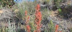 Castilleja miniata oblongifolia