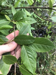 Viburnum nitidum