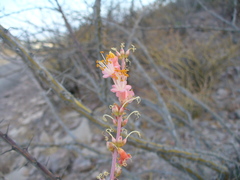 Fouquieria burragei