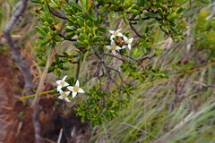 Boronia pancheri