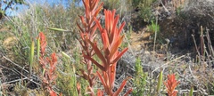 Castilleja miniata oblongifolia