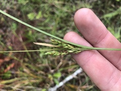 Carex venusta