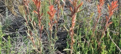 Castilleja miniata oblongifolia