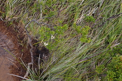 Boronia pancheri