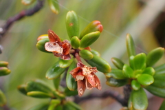 Boronia pancheri