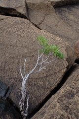 Melaleuca brongniartii