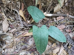 Tinomiscium petiolare