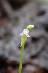 Utricularia uliginosa