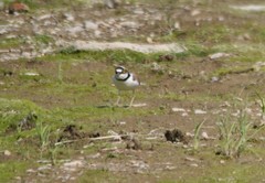 Charadrius dubius