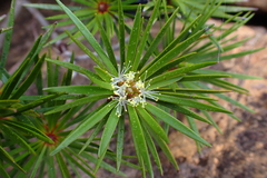 Melaleuca brongniartii