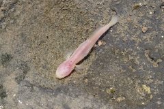 Typhlogobius californiensis