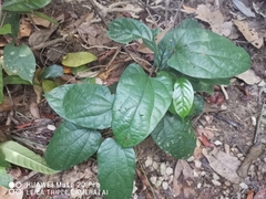 Tinomiscium petiolare