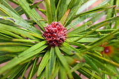 Melaleuca brongniartii