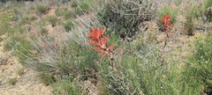 Castilleja miniata oblongifolia