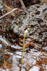 Utricularia uliginosa