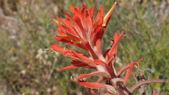Castilleja miniata oblongifolia