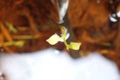 Utricularia uliginosa