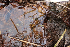 Utricularia uliginosa
