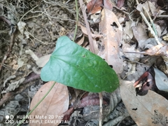 Tinomiscium petiolare