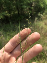 Dichanthelium lucidum