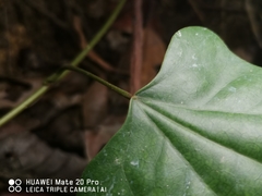 Tinomiscium petiolare