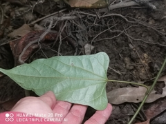 Tinomiscium petiolare