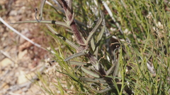 Castilleja miniata oblongifolia
