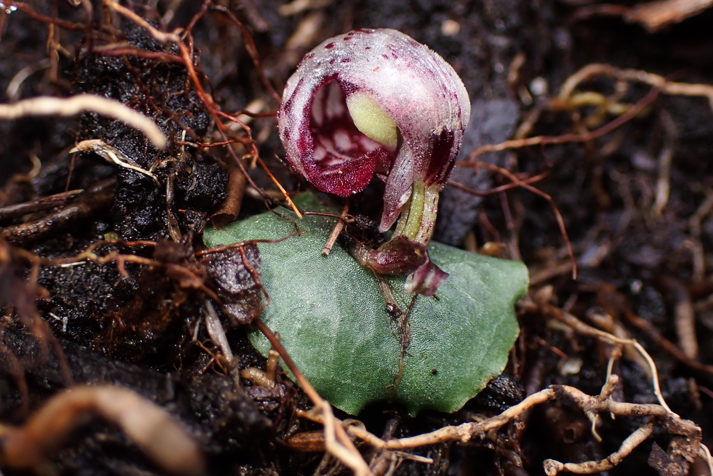 Corybas echinulus
