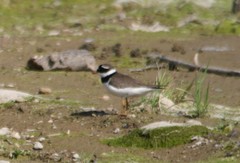 Charadrius hiaticula