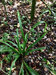 Hypolytrum longifolium