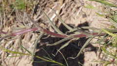 Castilleja miniata oblongifolia
